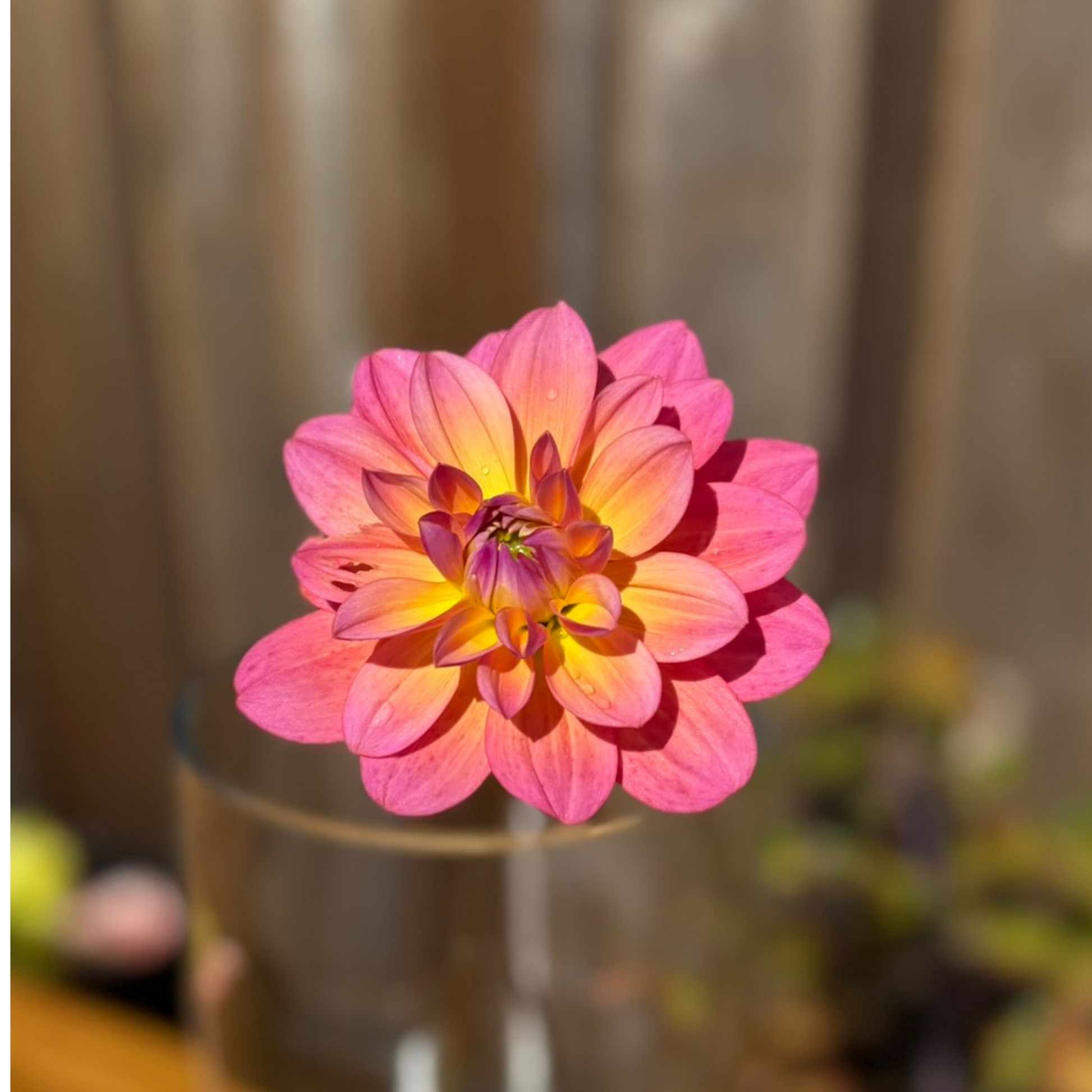 close up of a single pink-coral great silence dahlia bloom in a narrow clear glass vase