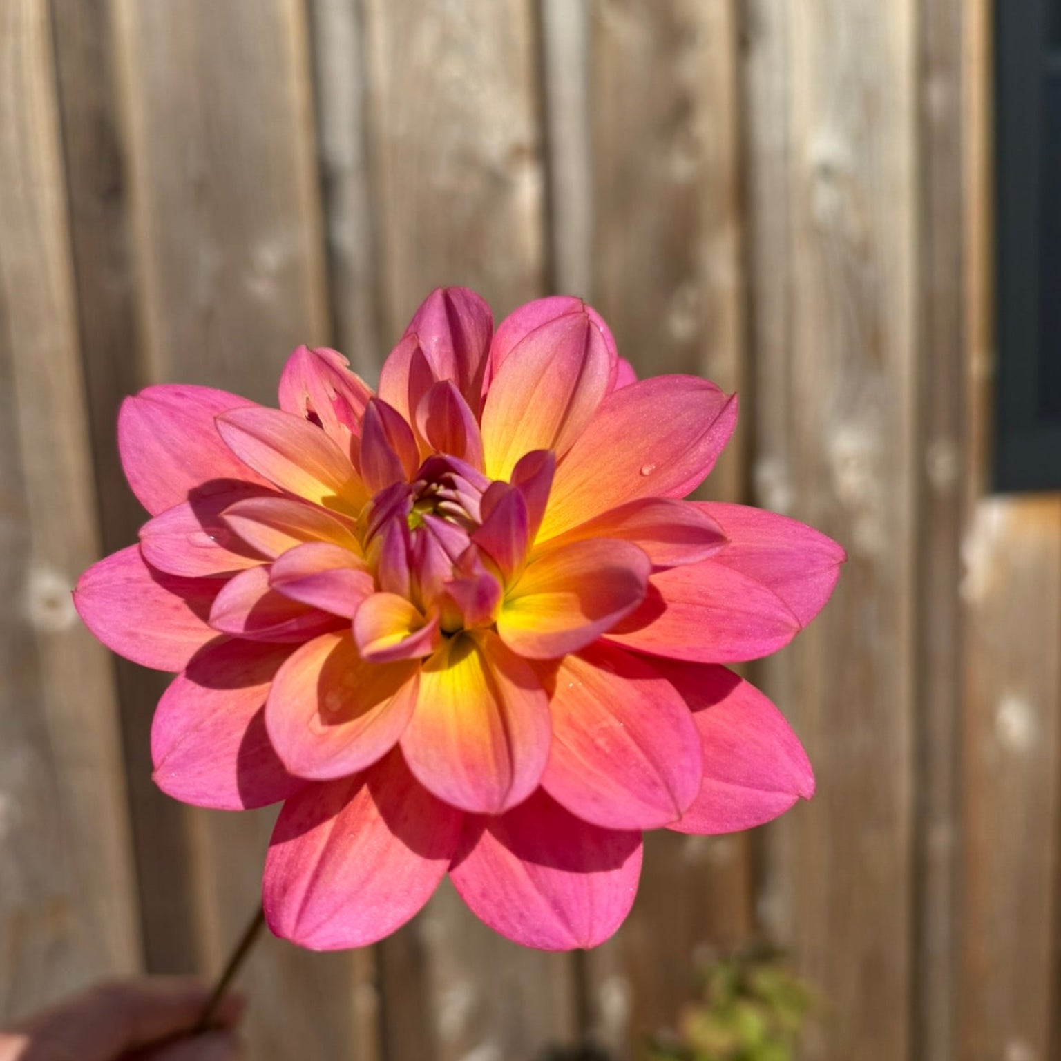Pink great silence dahlia flower held in front of a wooden fence