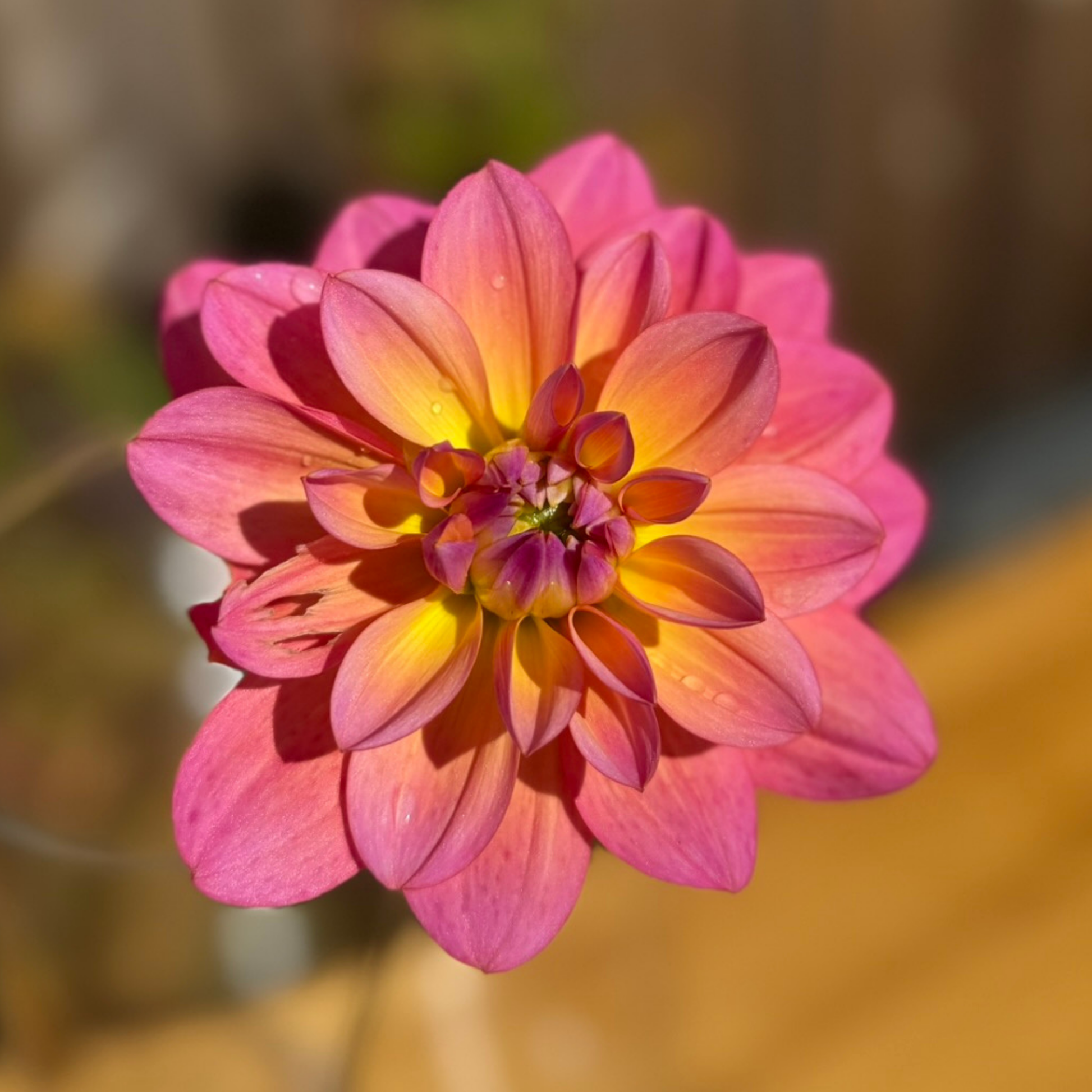 Great Silence dahlia bloom - one single coral pink flower