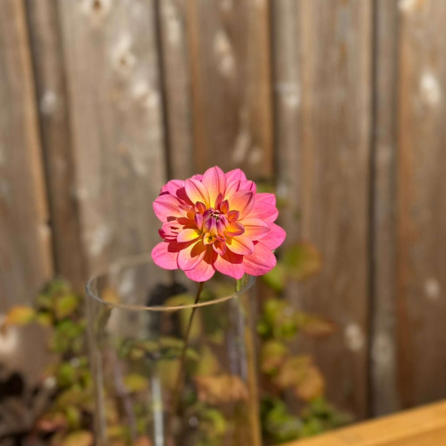 semi-close up of a single bloom of a great silence dahlia bloom in a narrow medium tall glass vase. photo is take outside in the sun and vase is on a wood table. the back drop is an old weathered cedar barn wall 