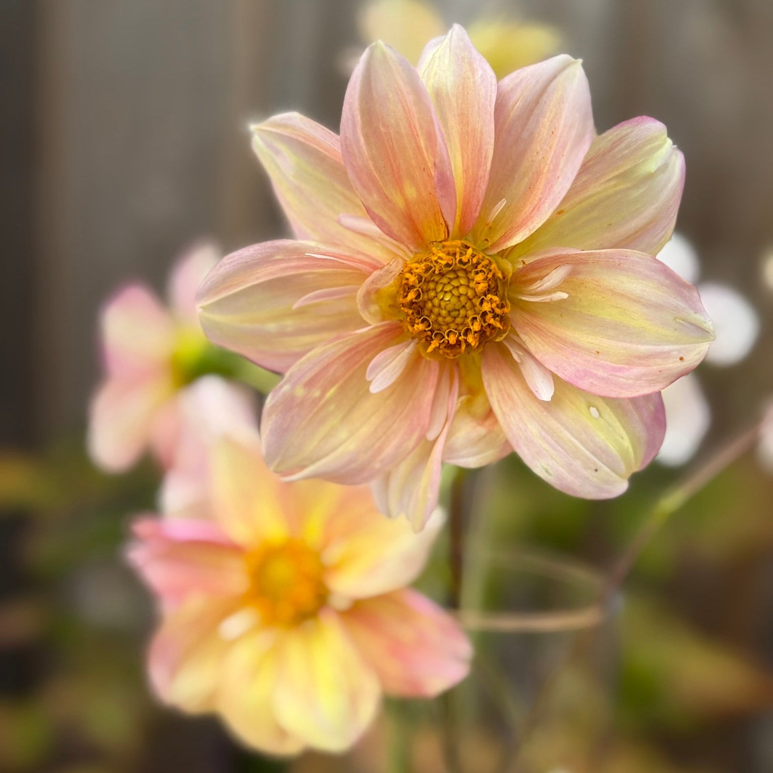 Two pink flowers with a blurred background
