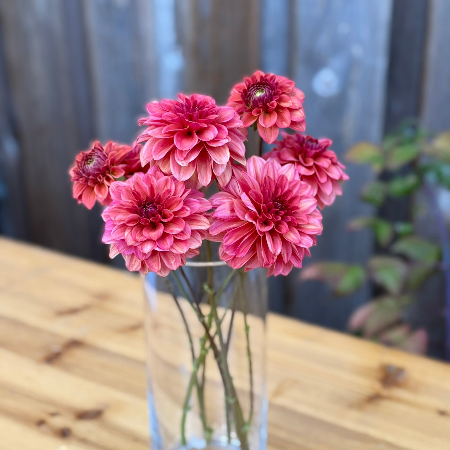 Clear glass vase with pink flowers on a wooden surface
