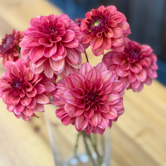 Close-up of pink dahlias with a blurred background