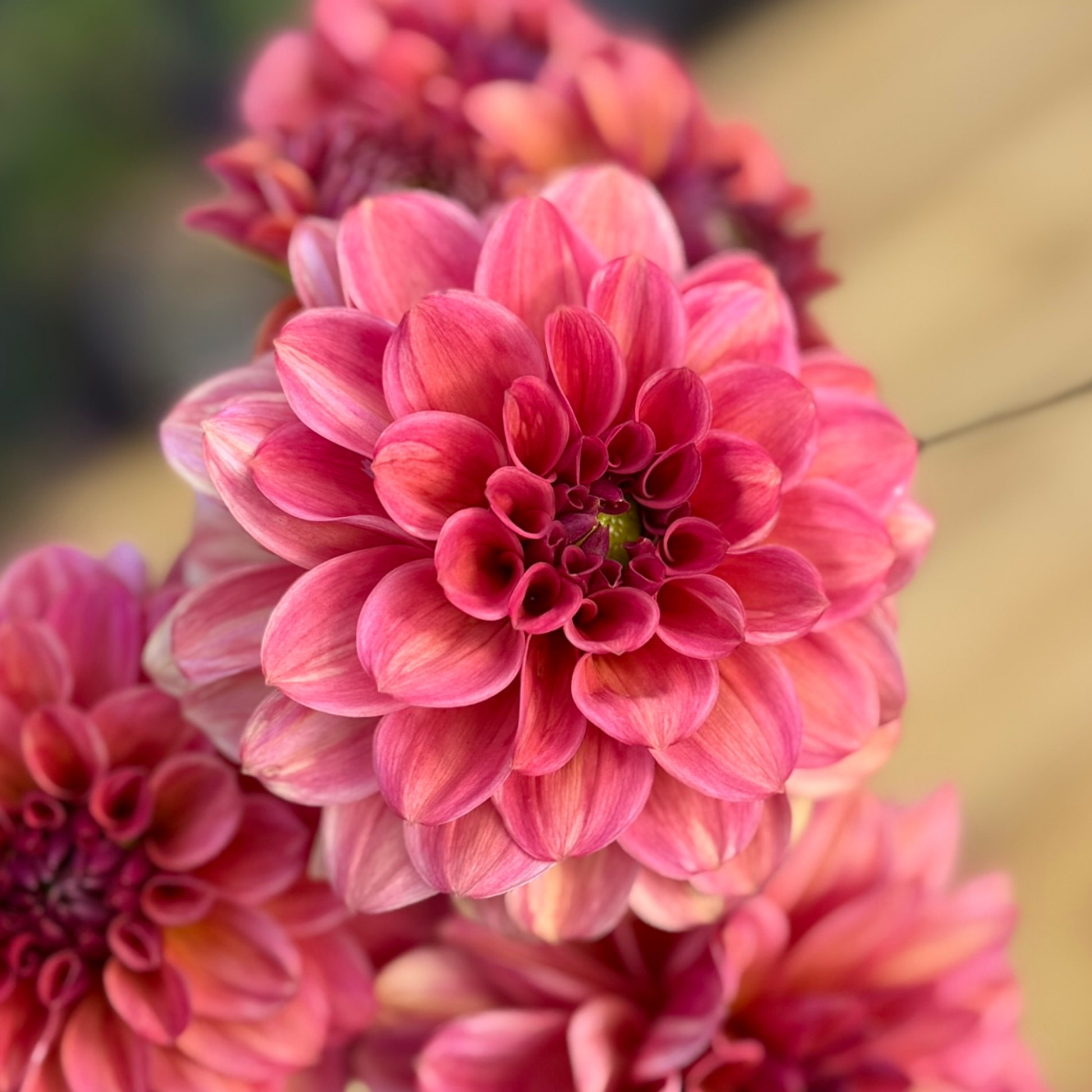Pink flower in a clear vase against a wooden fence background