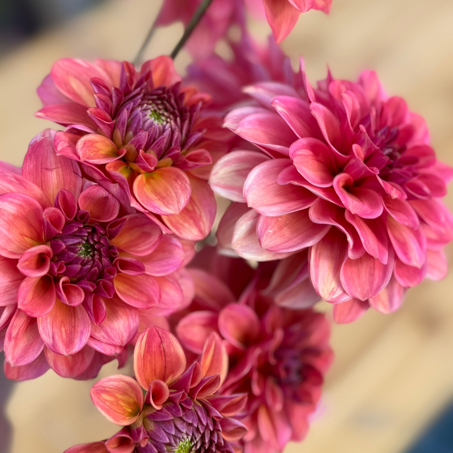 Close-up of pink dahlias with a blurred background