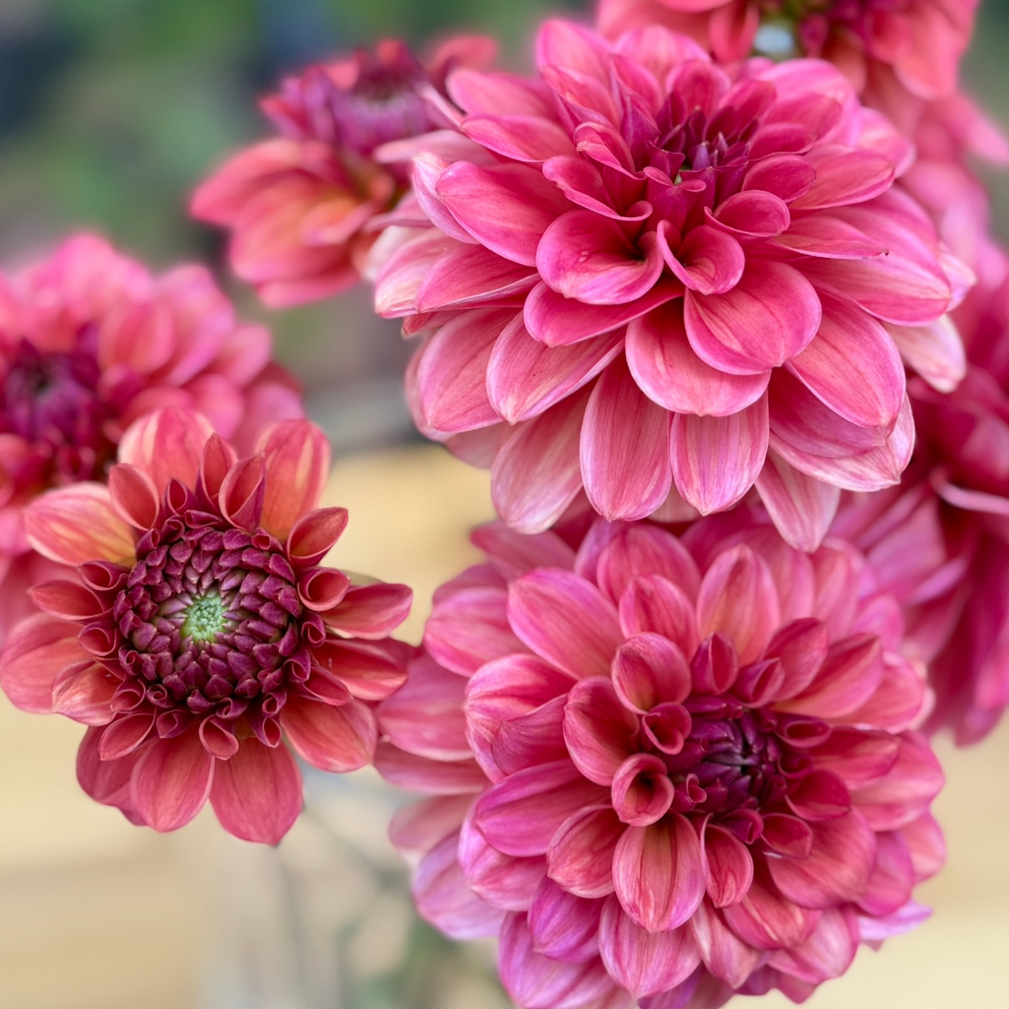 Close-up of pink dahlias with a blurred background