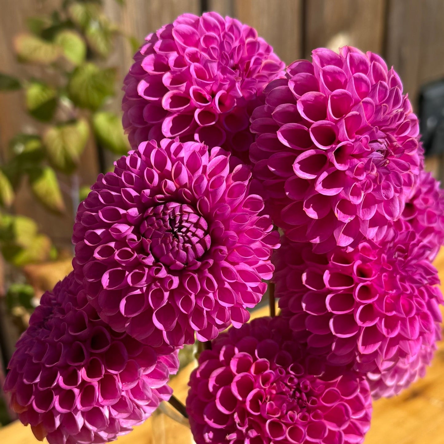 Purple flowers in a clear vase on a wooden surface with a blurred background