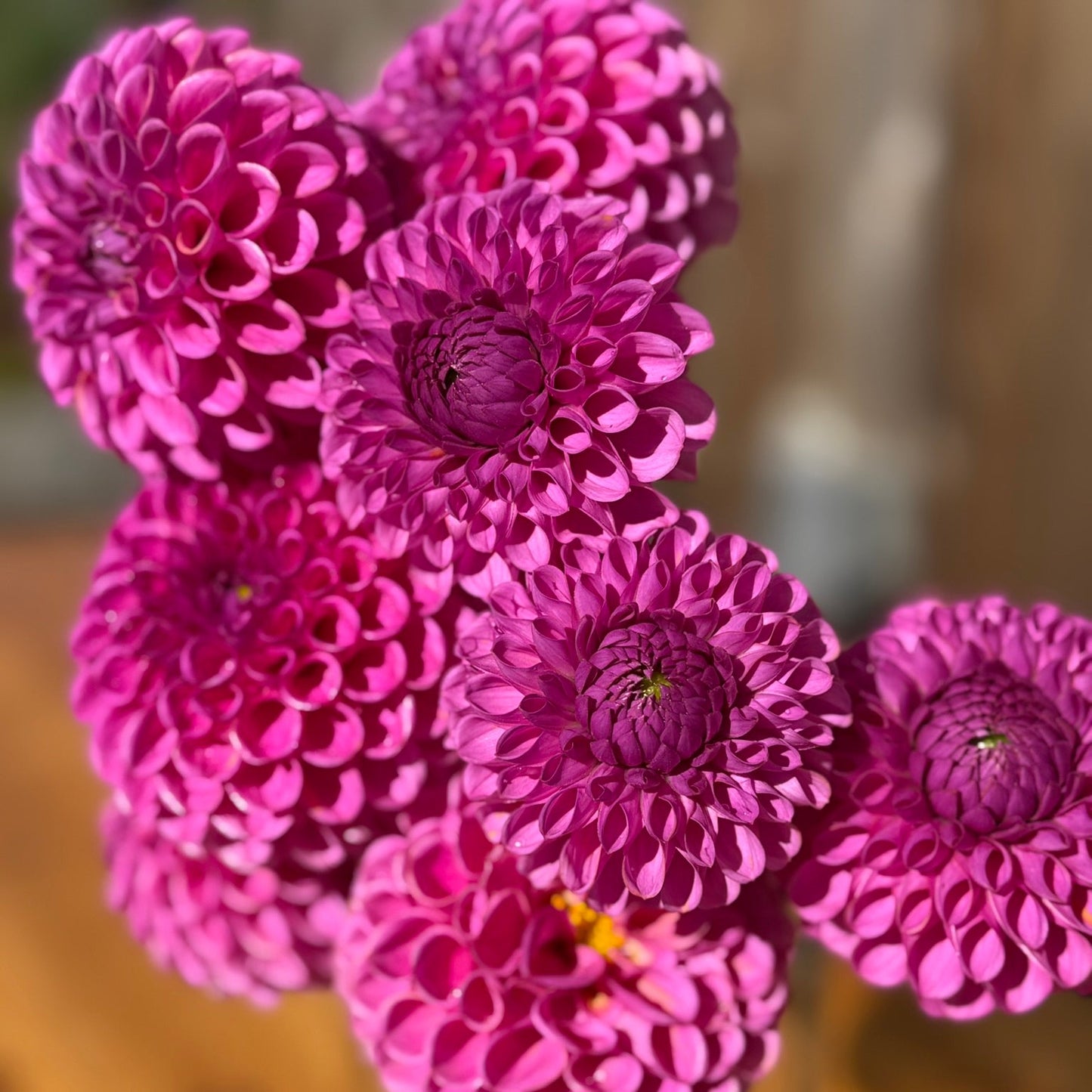 Close-up of purple flowers with a blurred brown background