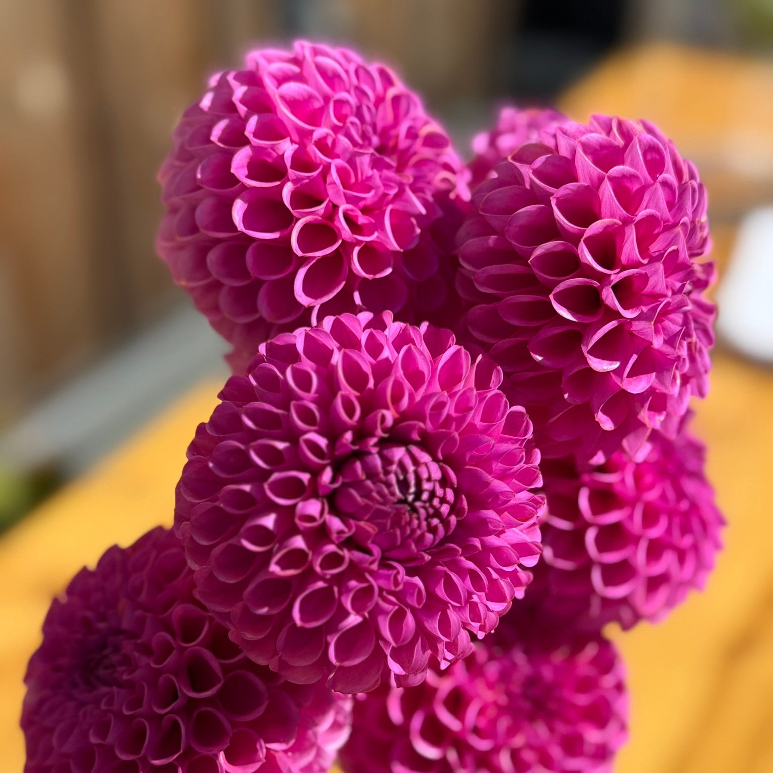 Close-up of pink flowers with a blurred yellow background