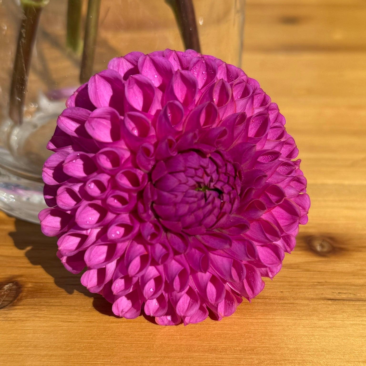 Close-up of a pink flower on a wooden surface