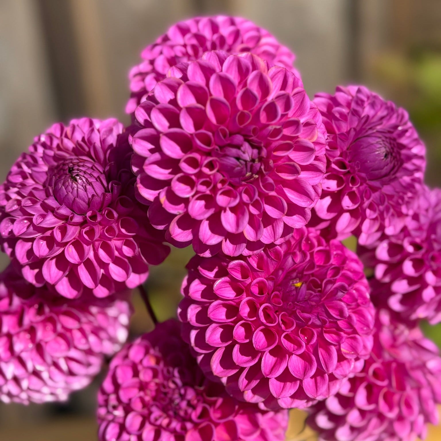 Close-up of pink flowers with a blurred background