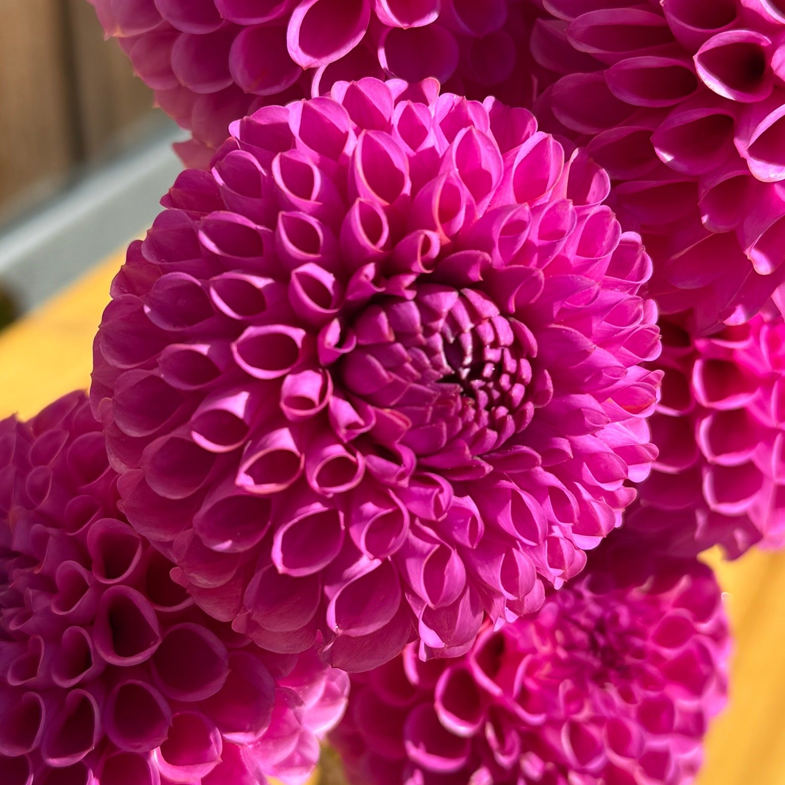 Close-up of pink dahlias with a blurred background