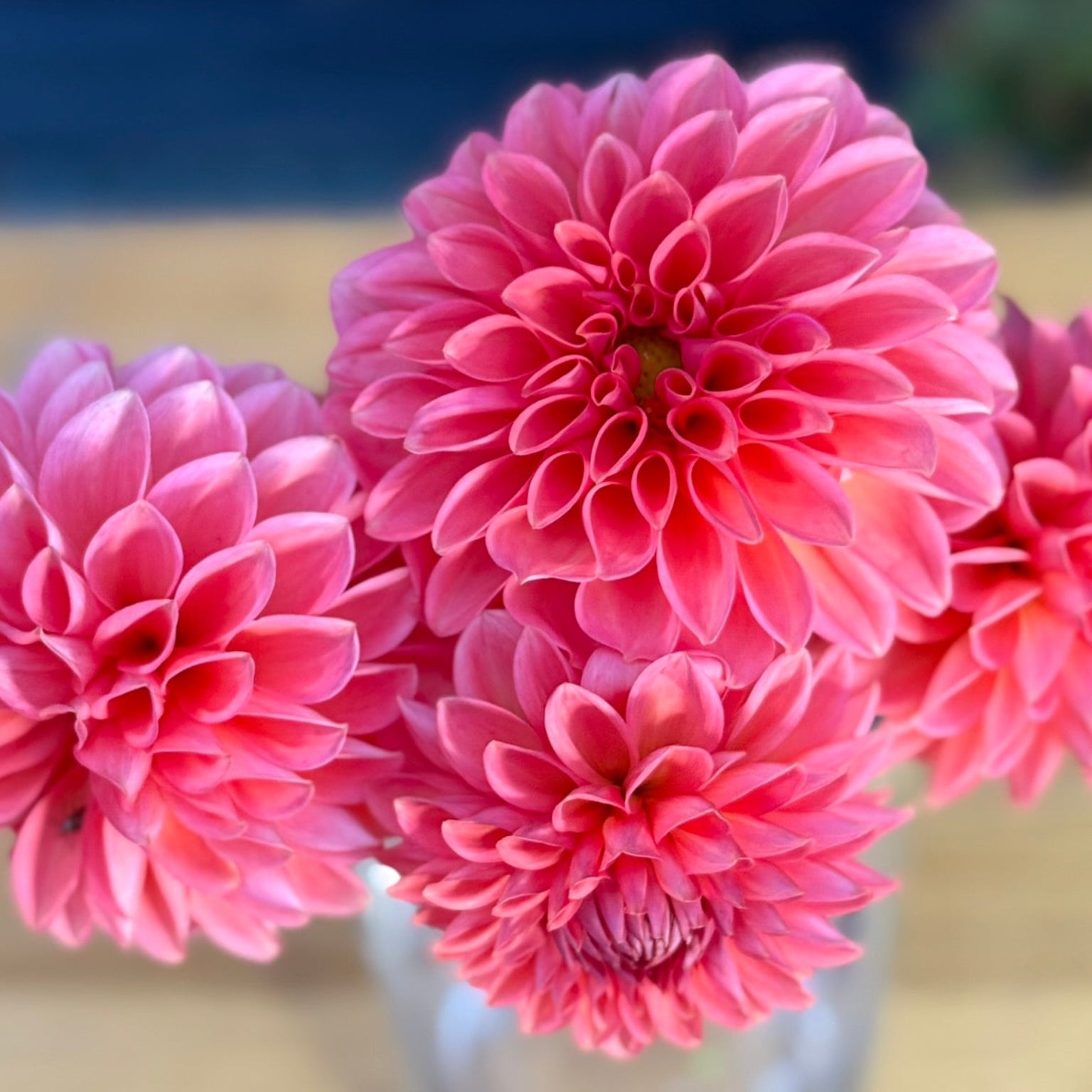 Up close of Jomanda Dahlia Flowers