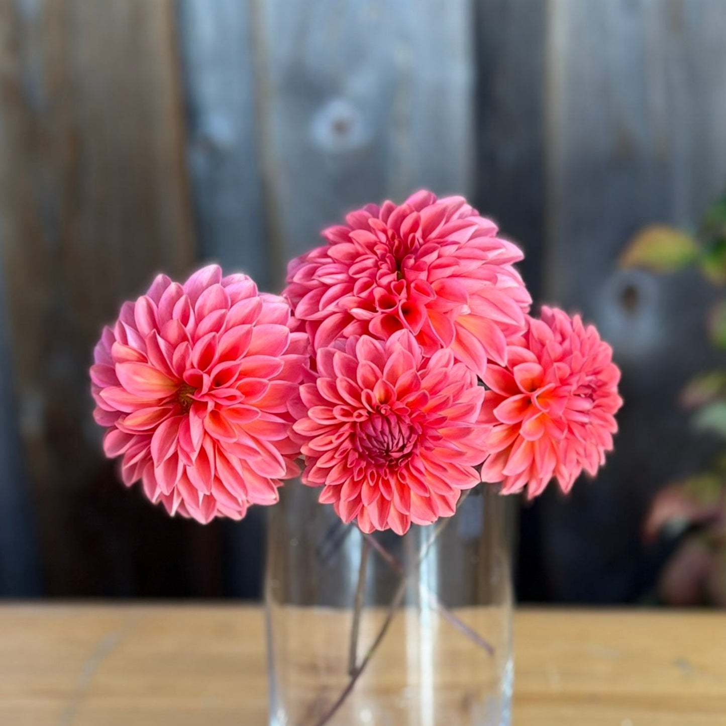 Jomanda Dahlia Tuber Sale - Langley BC 