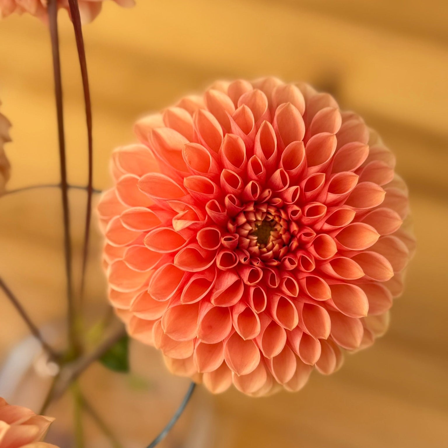 Jowey Linda single peach bloom