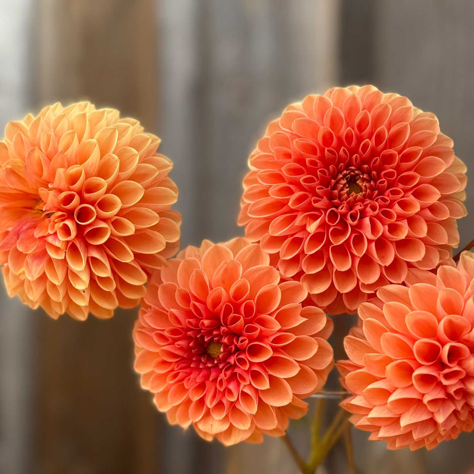 Peach flowers of Jowey Linda dahlias 