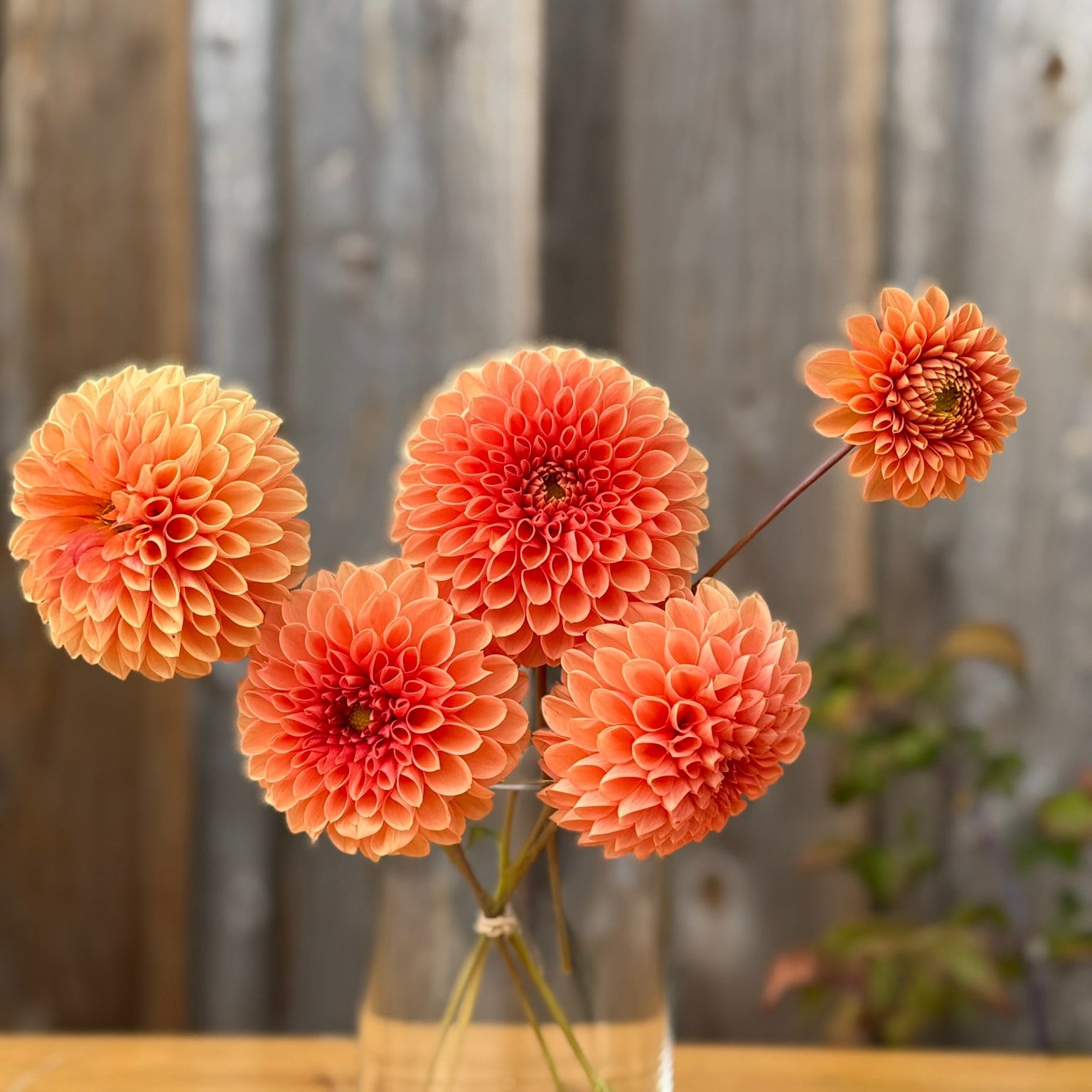 Bouquet of coral flowers Jowey Linda 