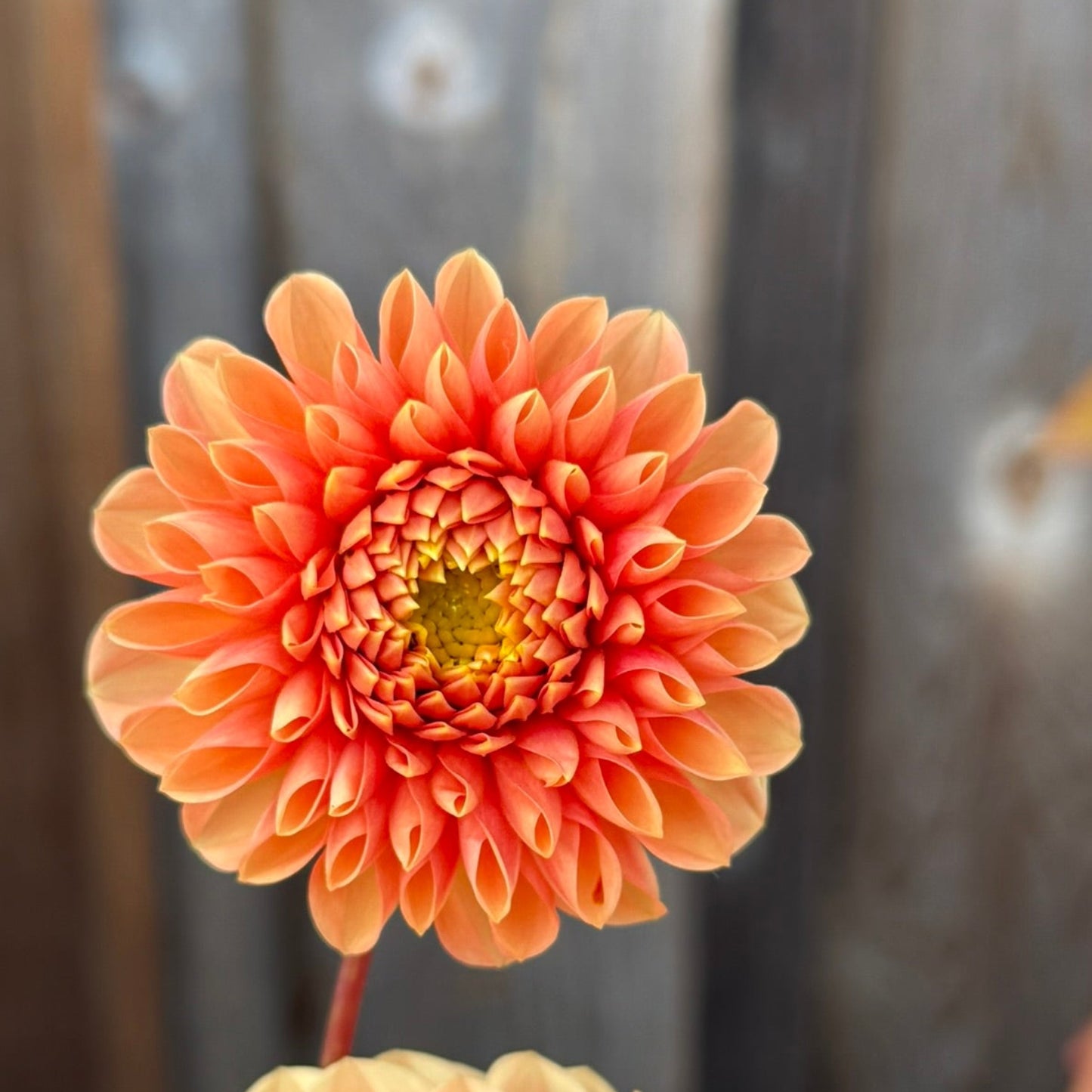 single bloom dahlia Jowey Linda
