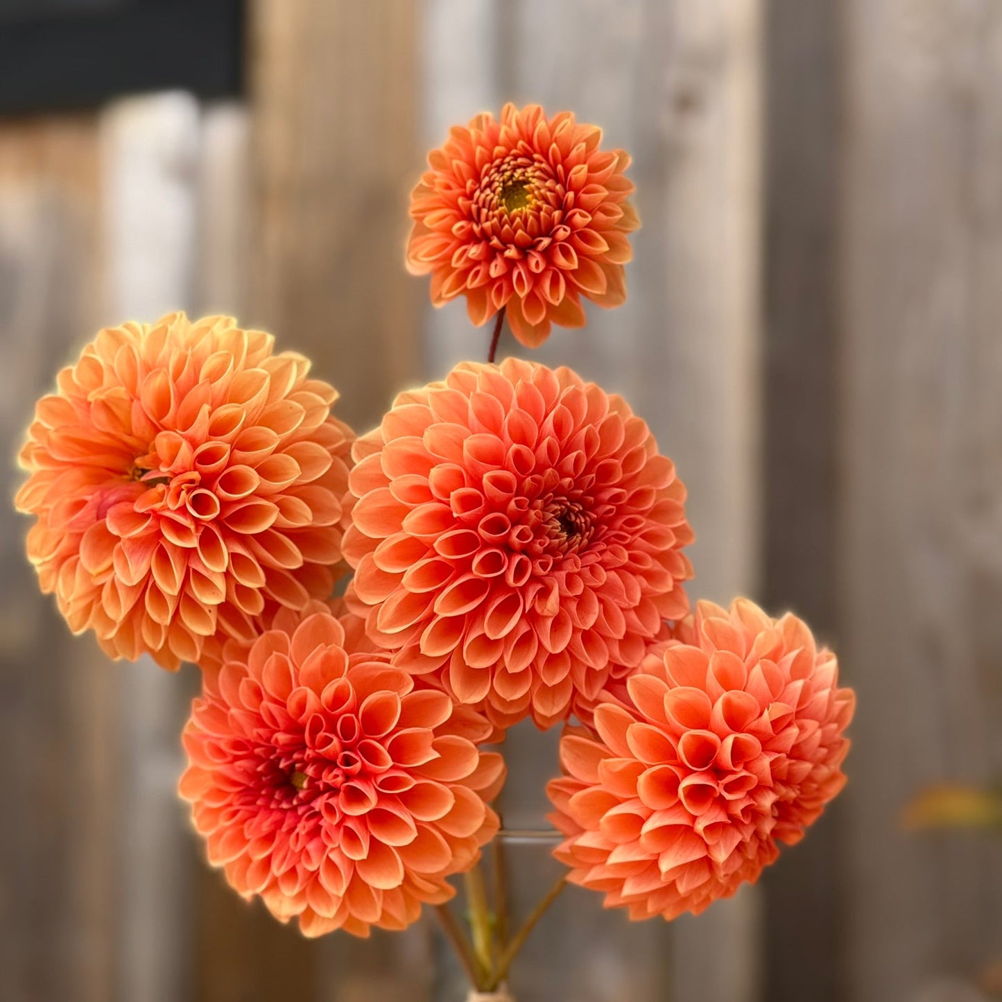 Jowey Linda dahlia