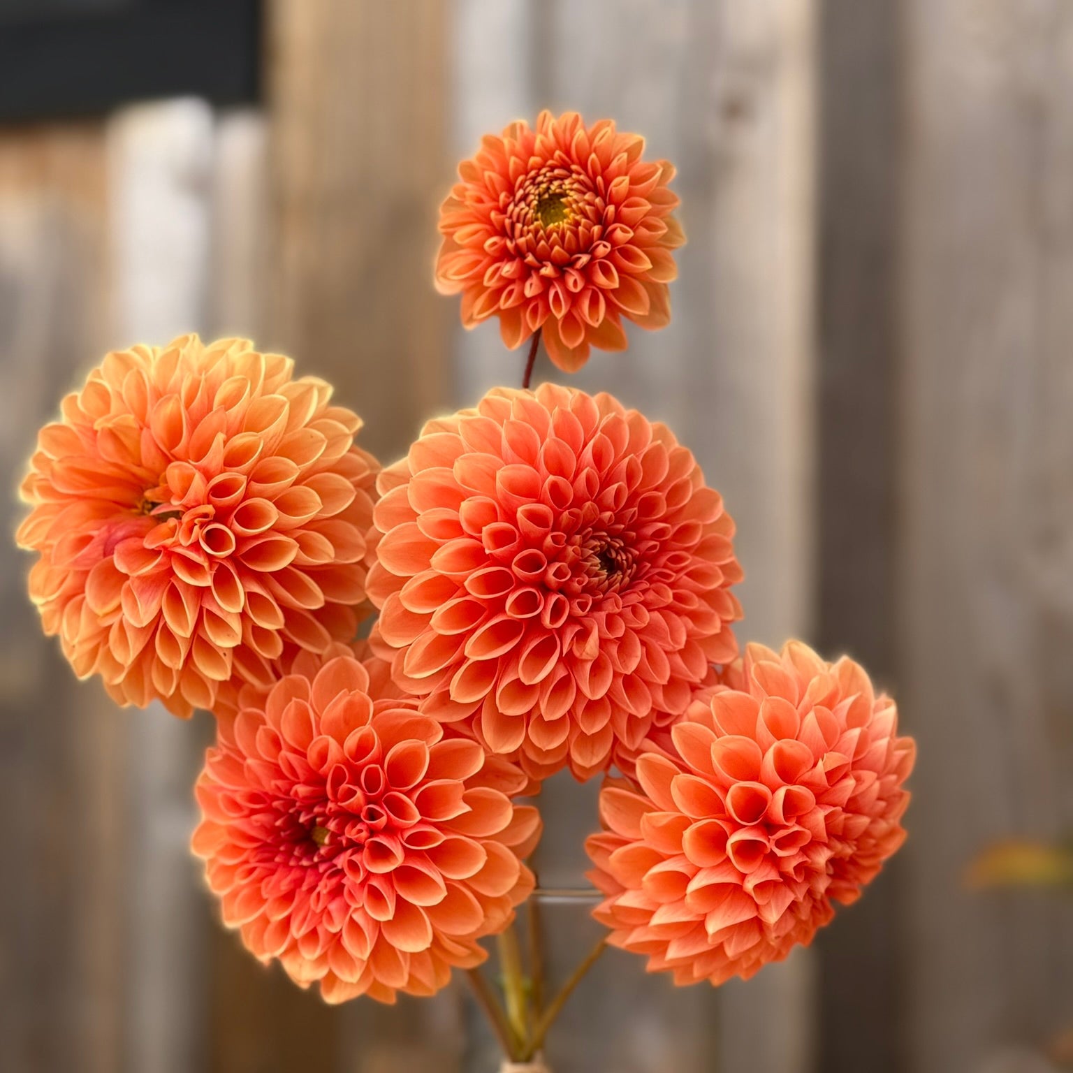 Jowey Linda dahlia