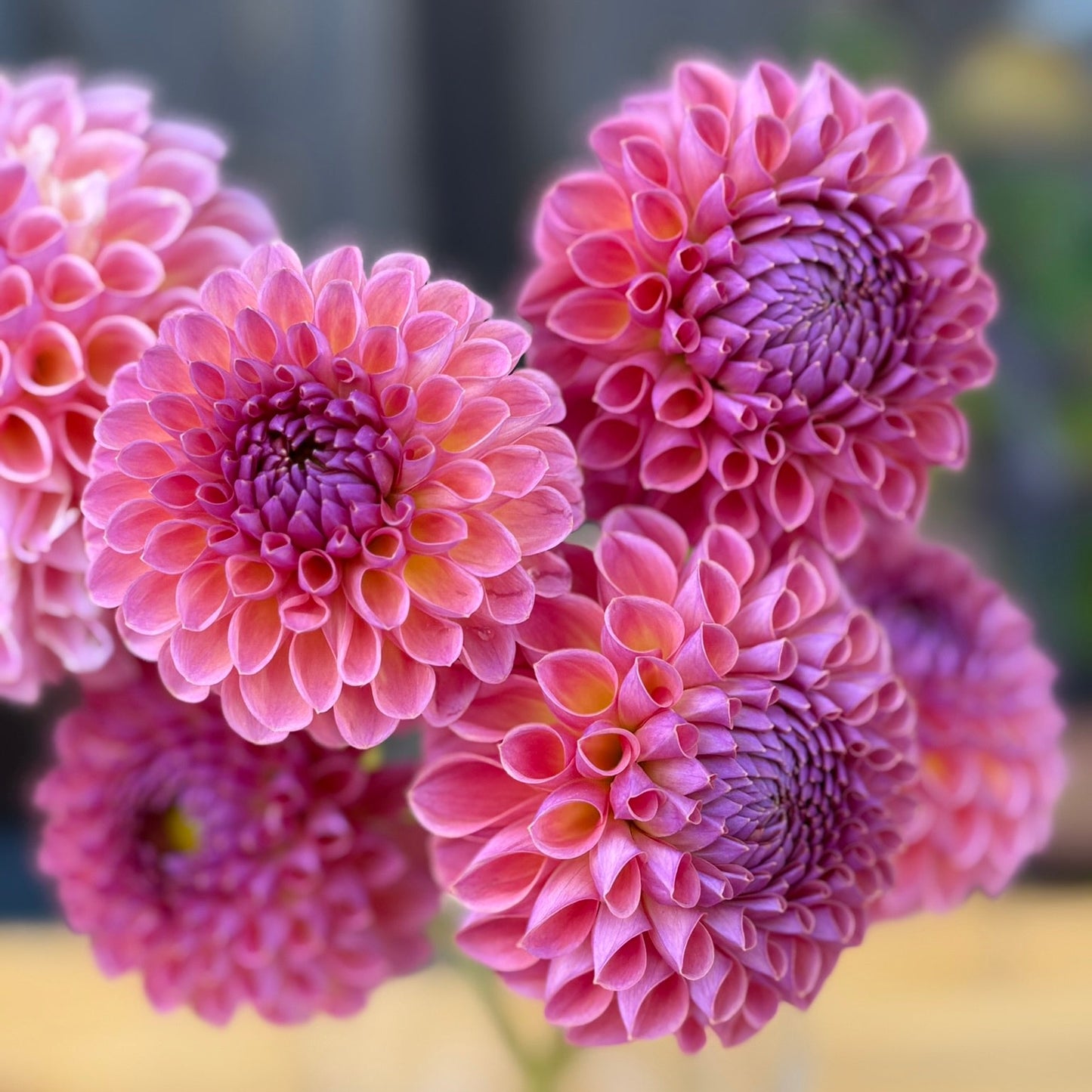 Jowey winnie dahlia flowers close up 
