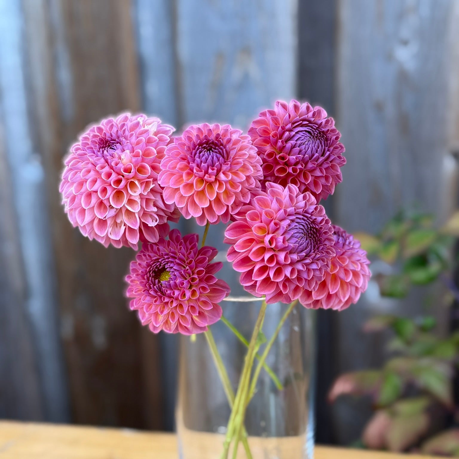 Bouquet of Jowey Winnie dahlias in a clear glass vase - photo taken outside