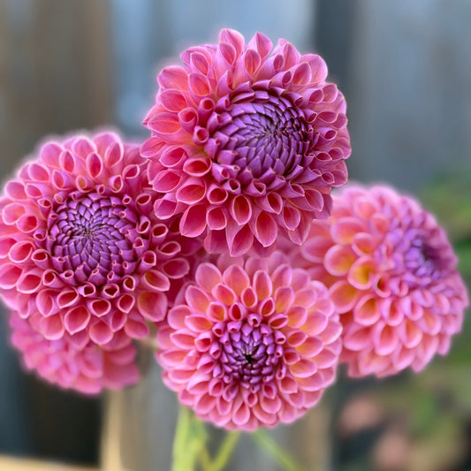 Bouquet close up of Jowey Winnie Dahlia flowers - rusty lavender color
