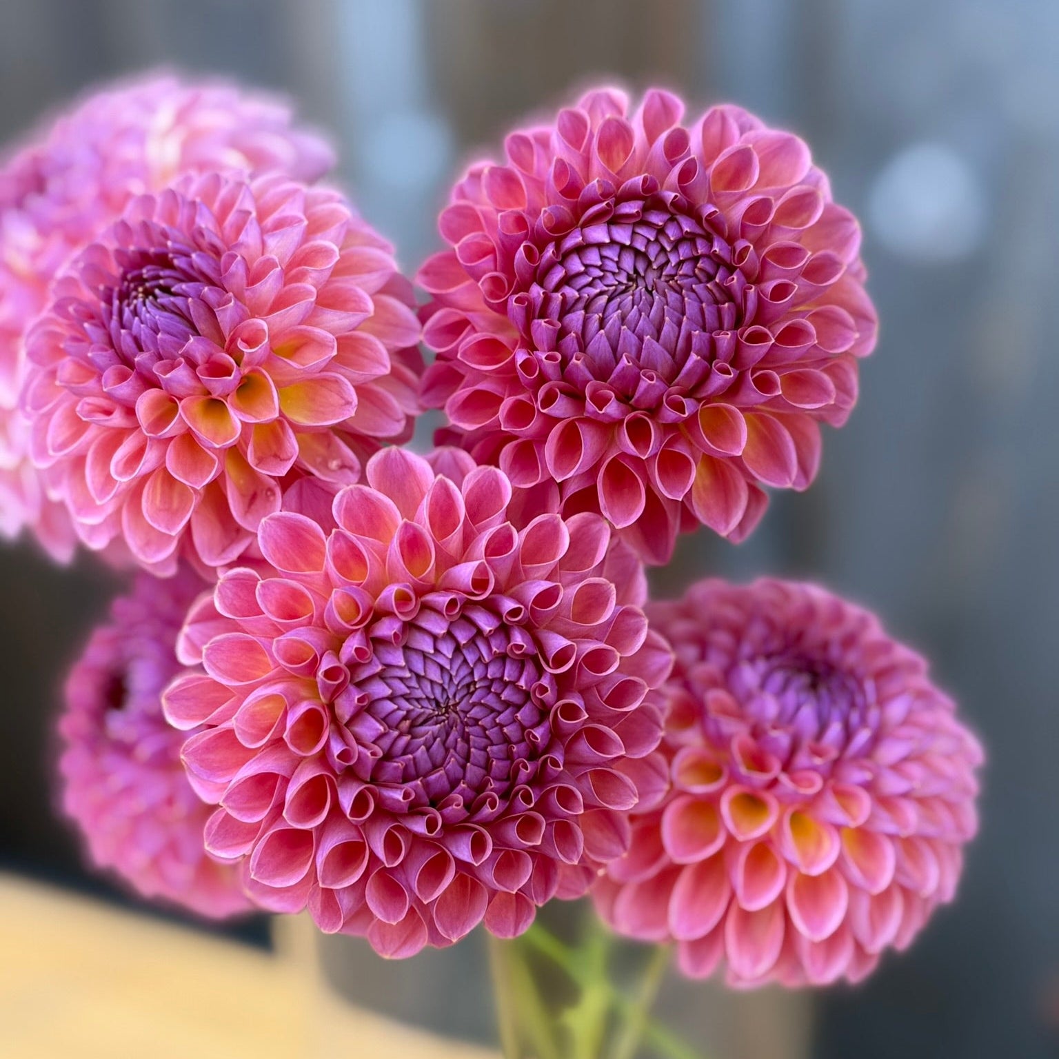 up close bouquet of jowey winnie dahlia flowers
