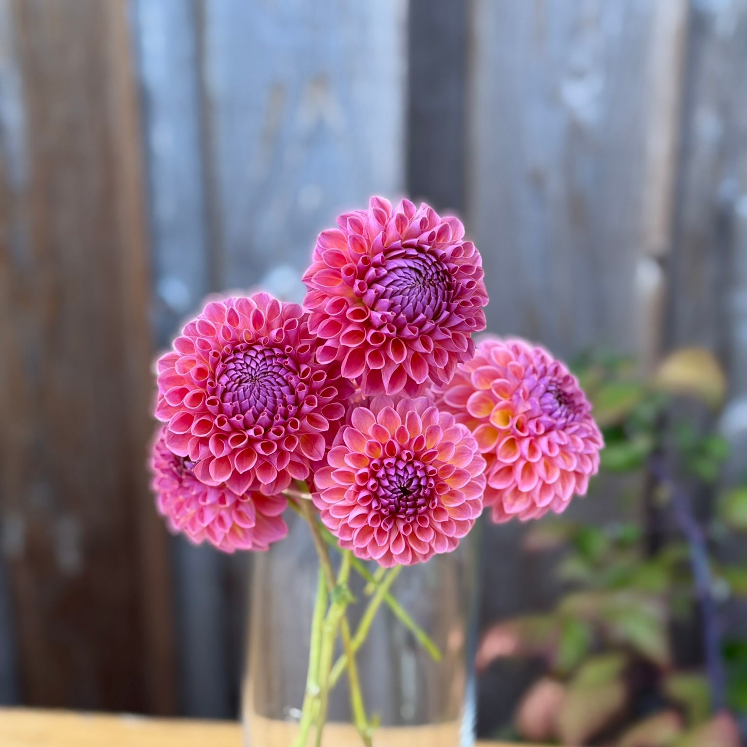 Small bouquet of dahlias