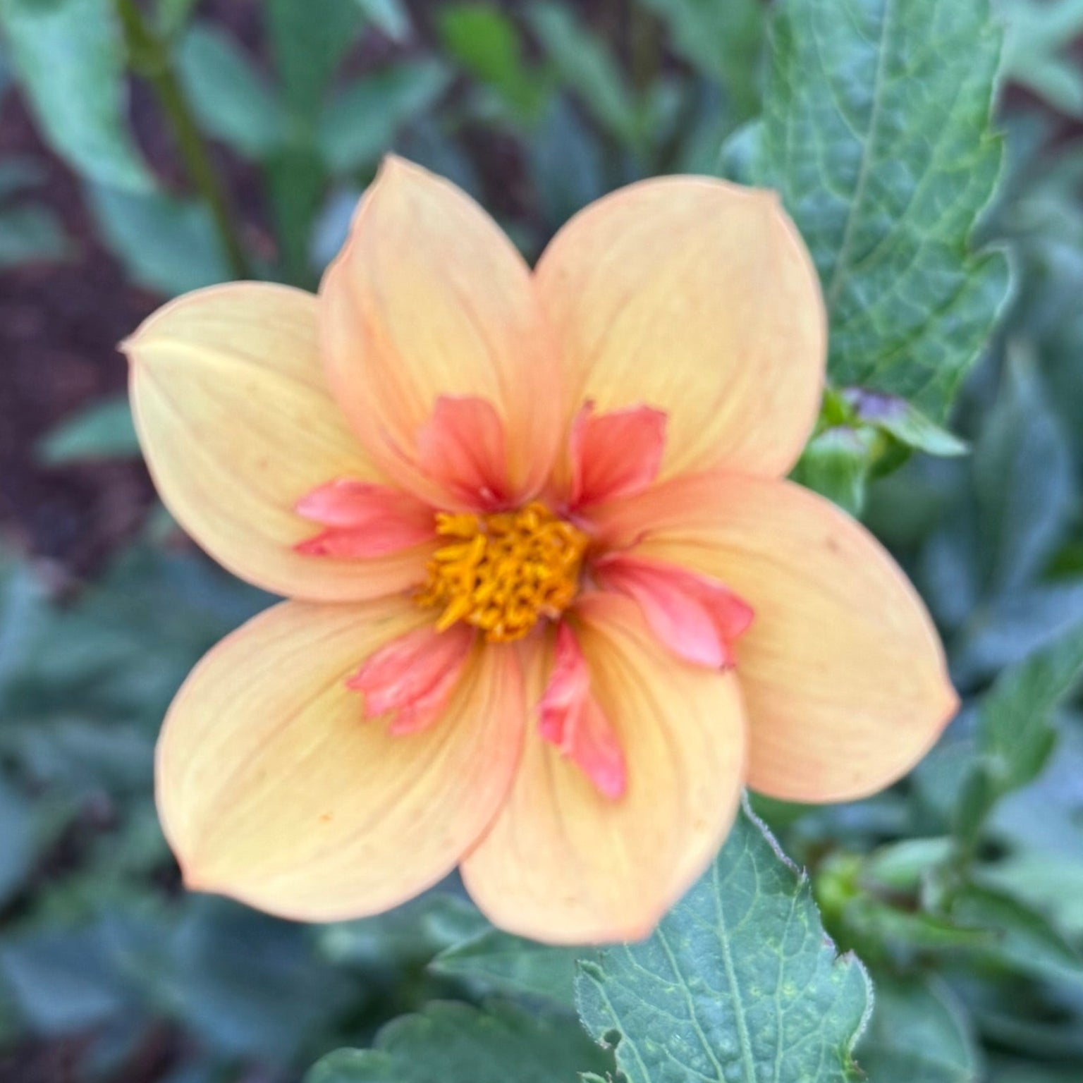 single flower bloom of apricot colored Kelsey_Annie_
