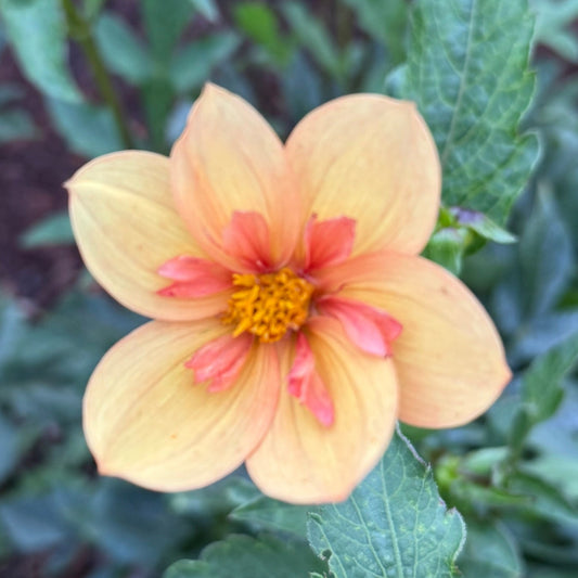 single flower bloom of apricot colored Kelsey_Annie_