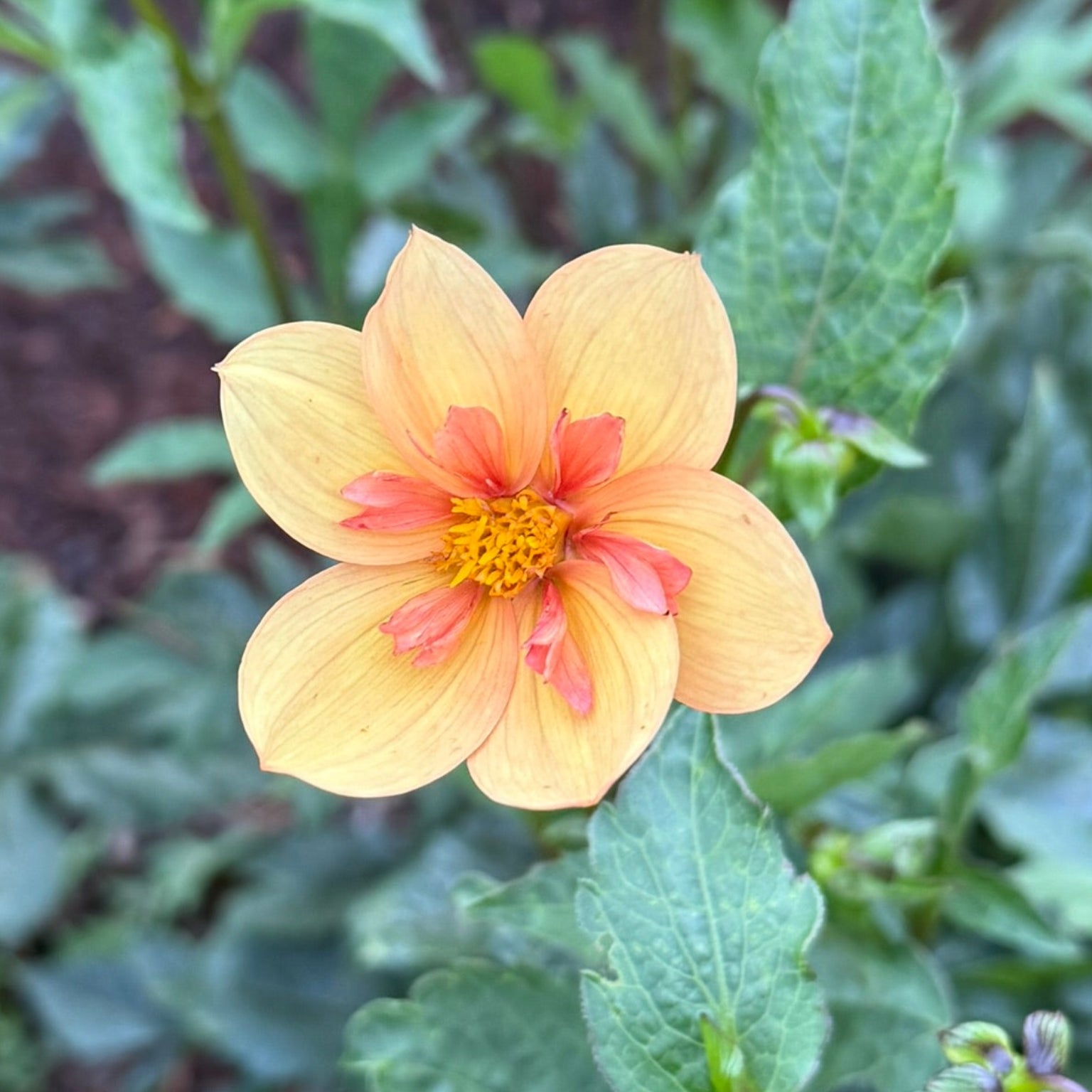 up close photo of a dahlia flower called Kelsey Annie Joy