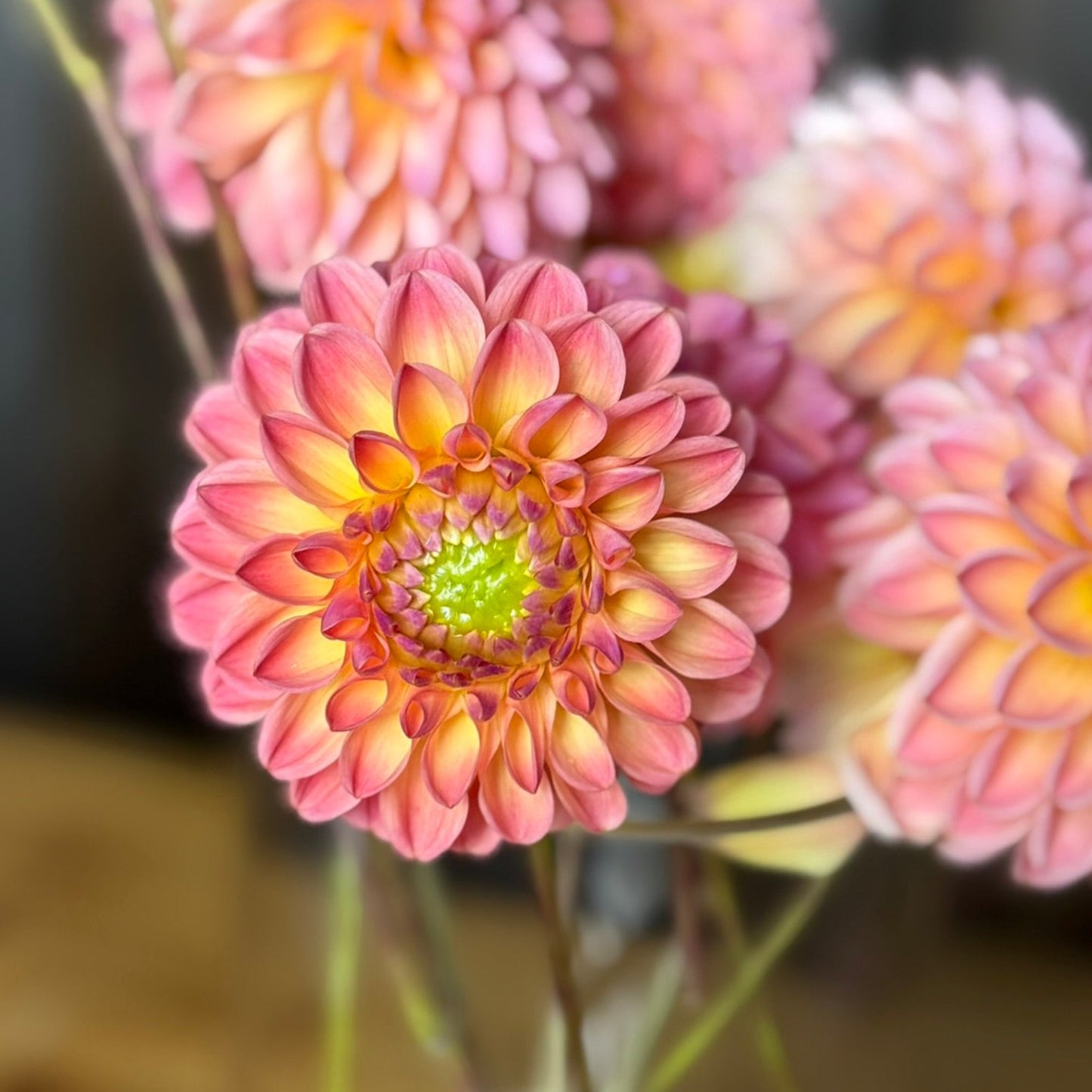 Close up of peachy pink dahlia flower