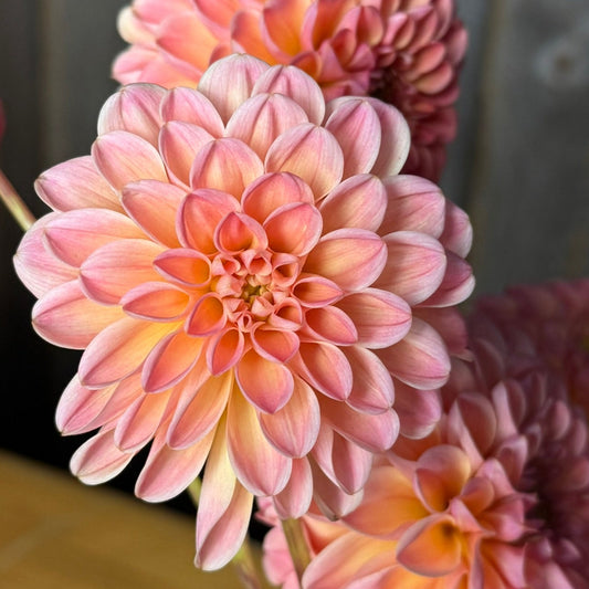 Close up of peachy-pink flower