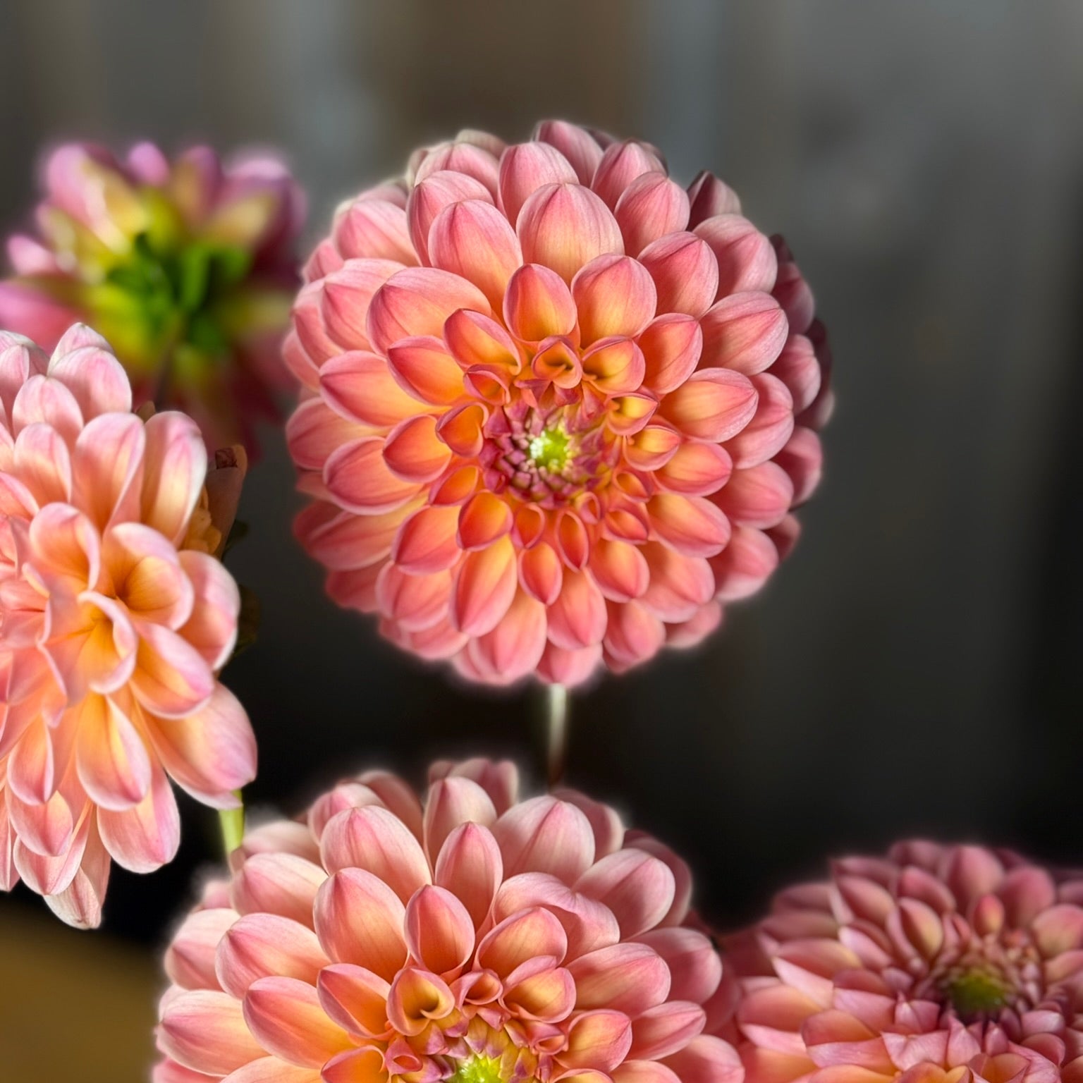 close up of a peach flower 