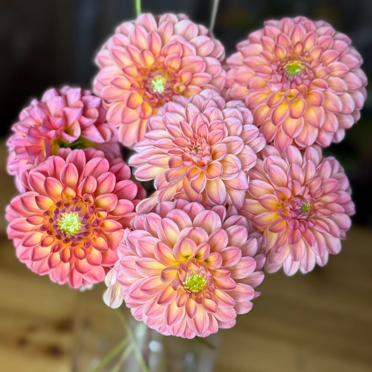 bouquet of dahlia flowers - peach color- LATE Dahlia blooms - peach in color 
