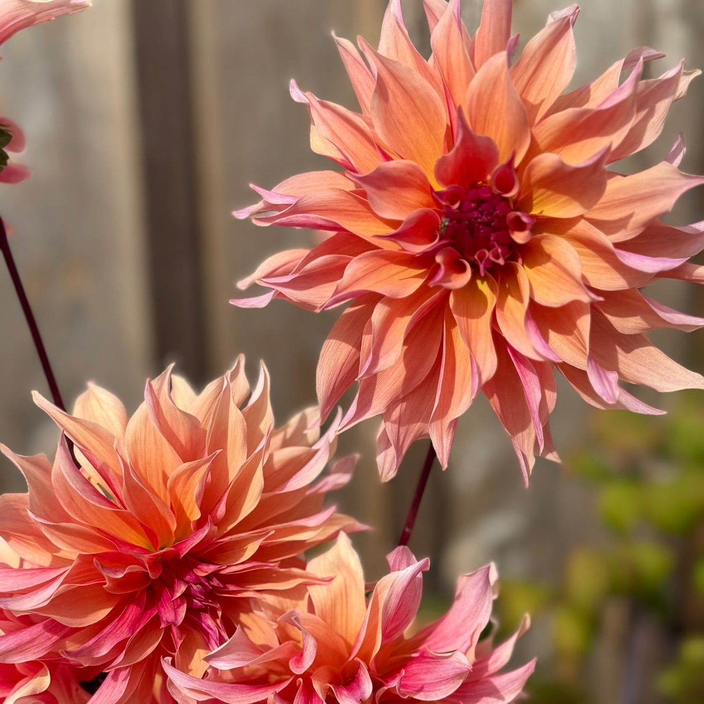 Close-up of pink dahlias with a blurred background