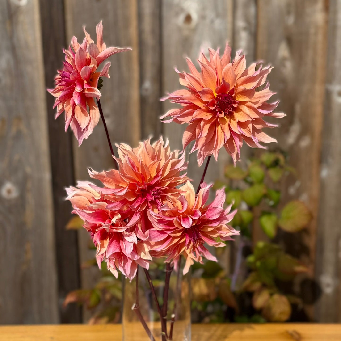 Three pink dahlias in a clear vase on a wooden surface with a wooden fence background
