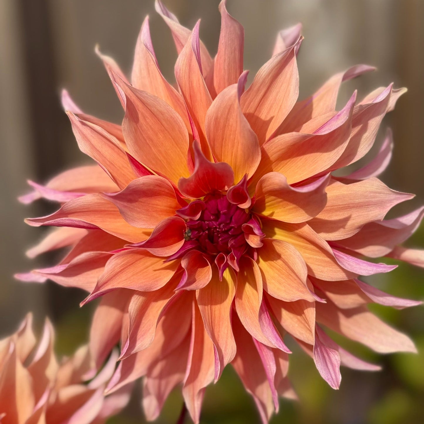 Close-up of a large, peach-colored flower with a blurred background