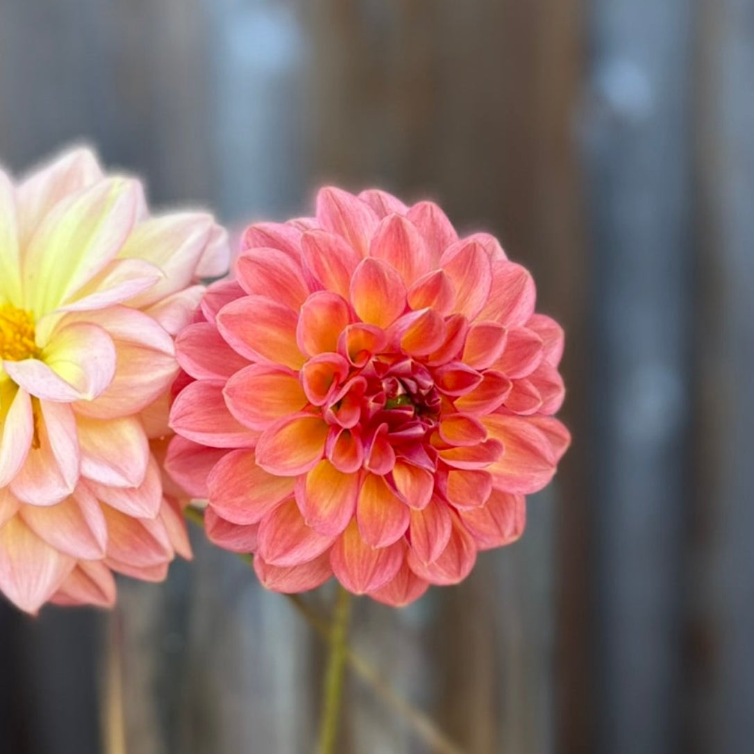 Two flowers in a clear vase on a wooden surface with a blurred background