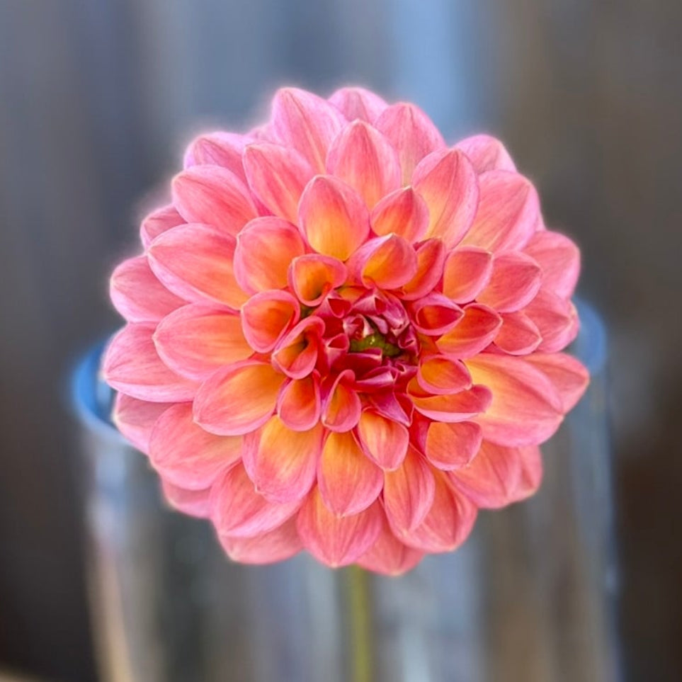 Clear glass vase with a single pink flower on a wooden surface