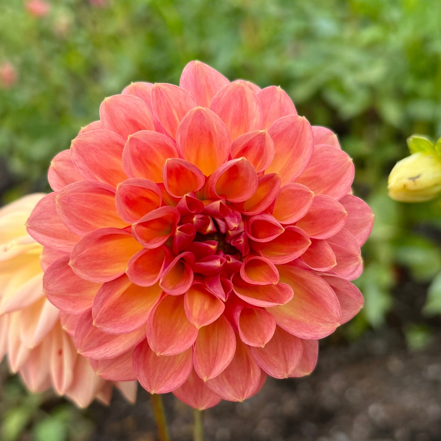 Close-up of a pink dahlia flower held by a hand with a blurred green background