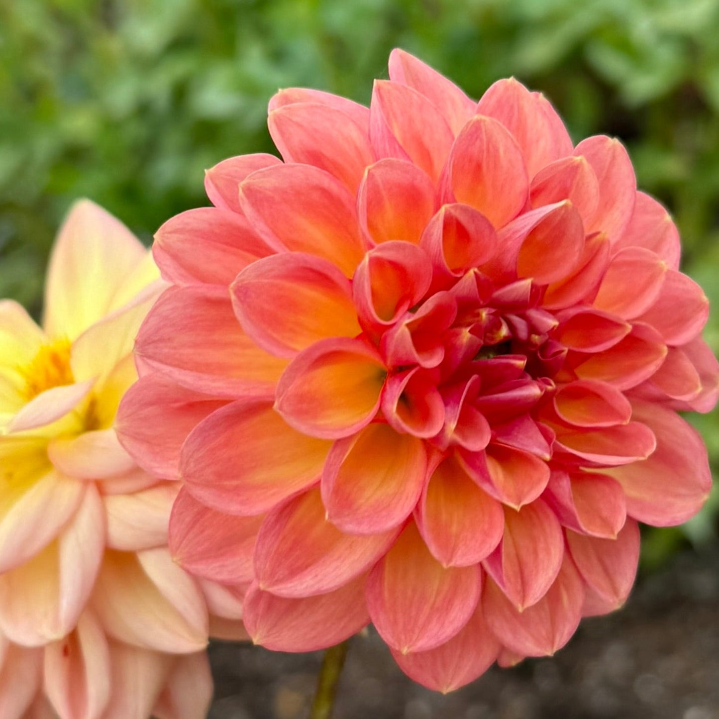 Close-up of a pink flower with a blurred garden background