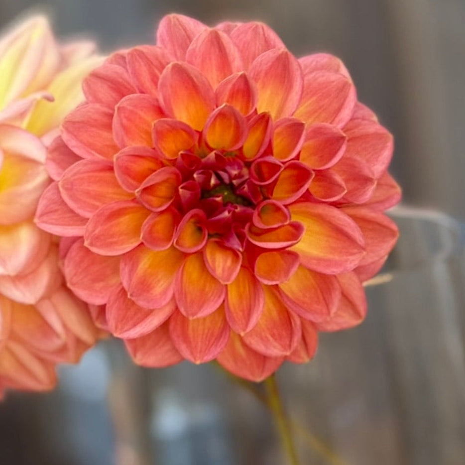 Clear glass vase with pink and yellow flowers on a wooden surface