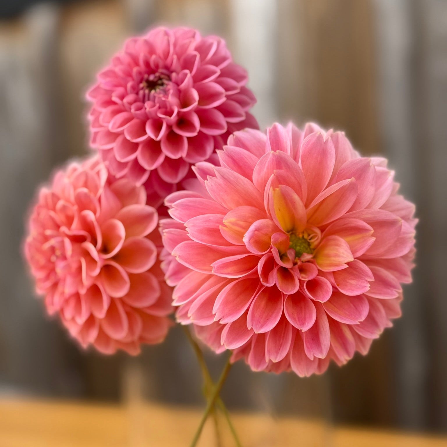 Three pink flowers in a clear vase on a wooden surface with a blurred background