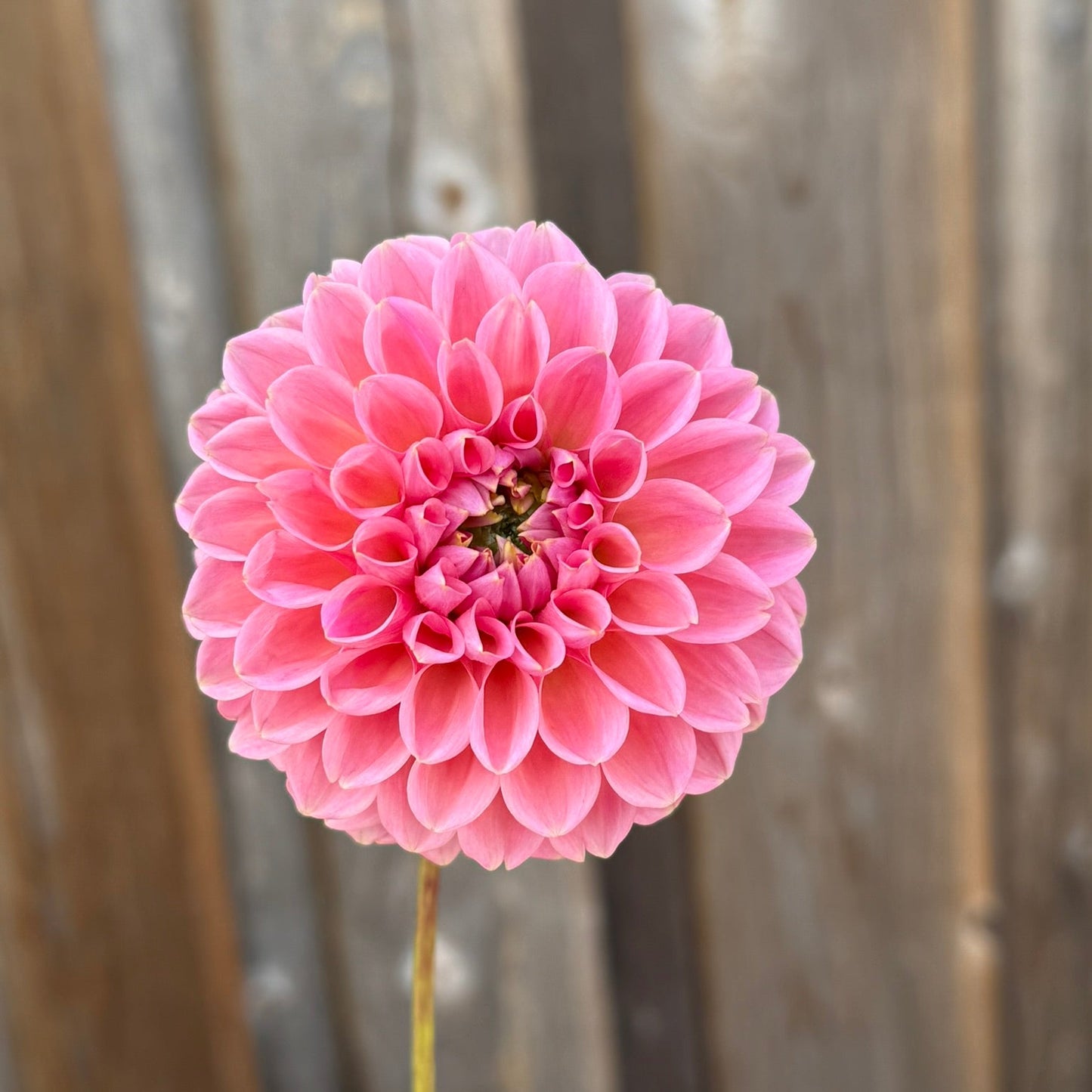 Pink flower held against a wooden fence background