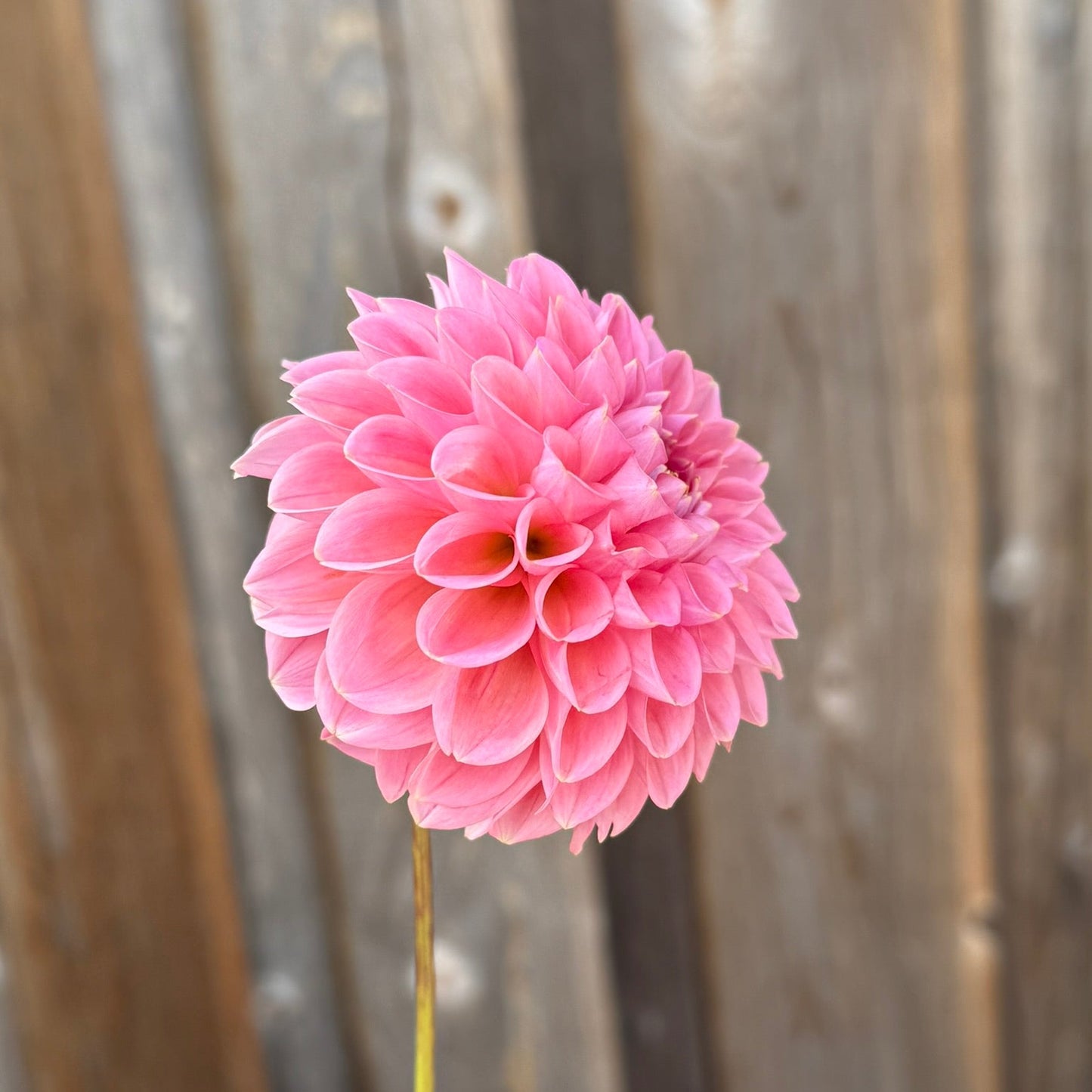 Pink flower held against a wooden fence background