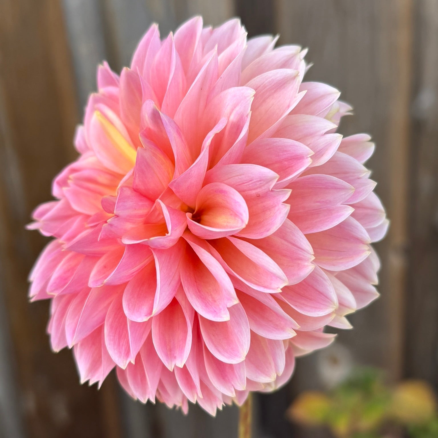 Close-up of a pink flower with a blurred wooden background