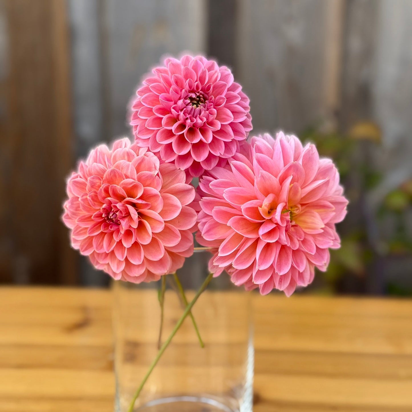 Three pink flowers in a clear vase on a wooden surface with a blurred background