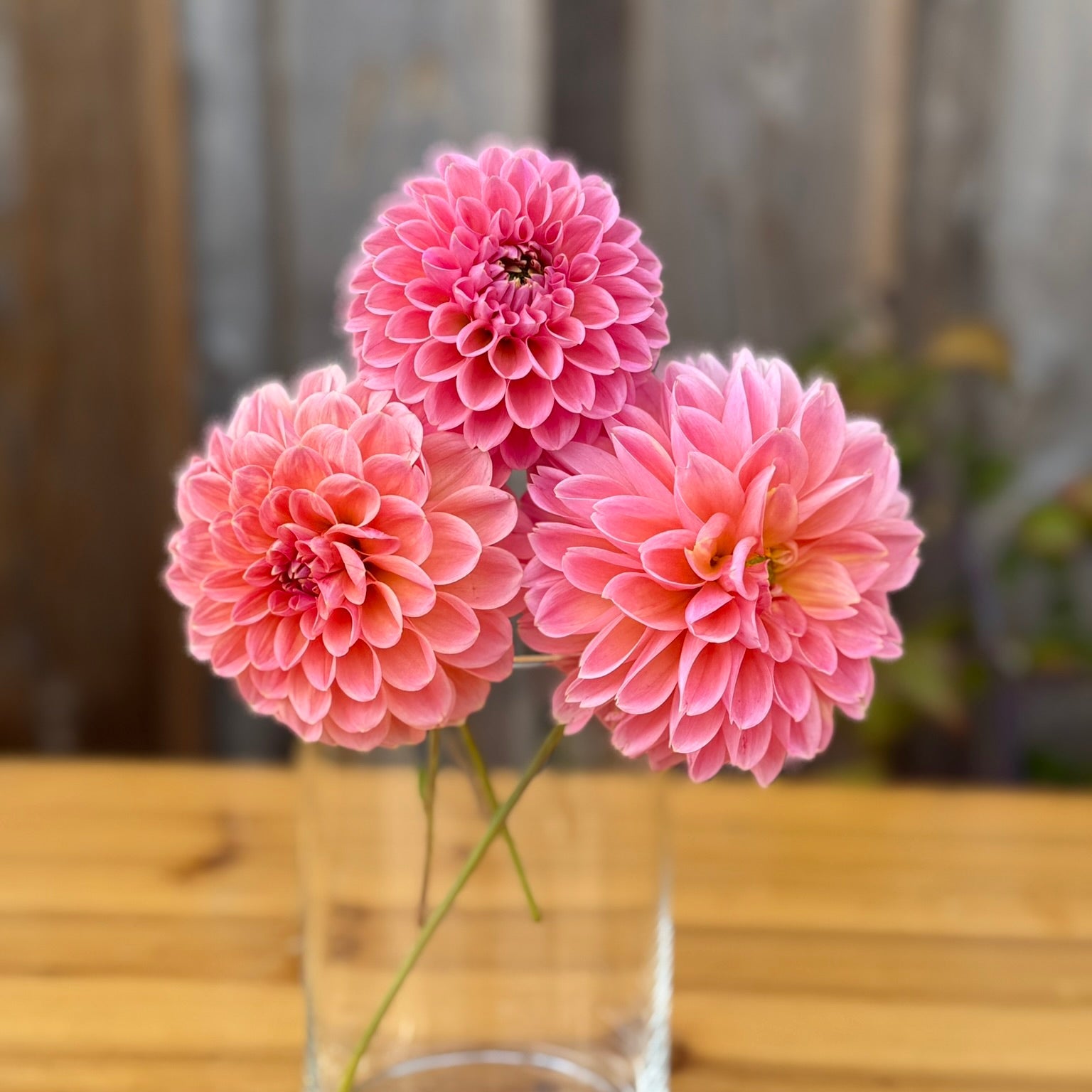 Three pink flowers in a clear vase on a wooden surface with a blurred background